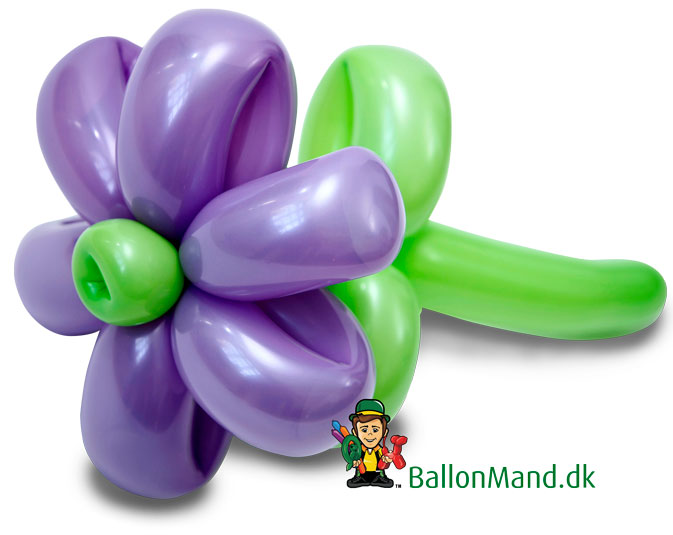 Ballonblomst - Basis 11